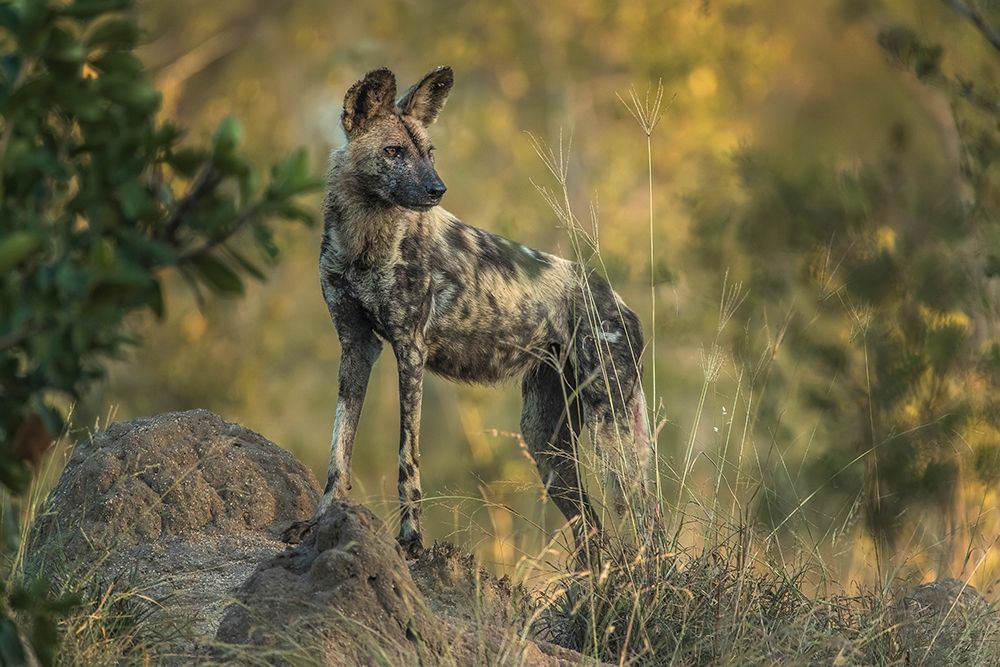 South Africa-Sabi Sabi Private Reserve Wild dog at sunrise art print by Jaynes Gallery for $57.95 CAD