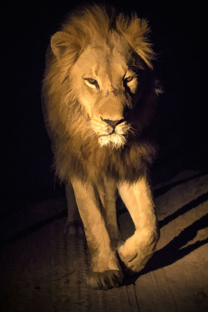 South Africa-Sabi Sabi Private Reserve Abstract of male lion walking art print by Jaynes Gallery for $57.95 CAD