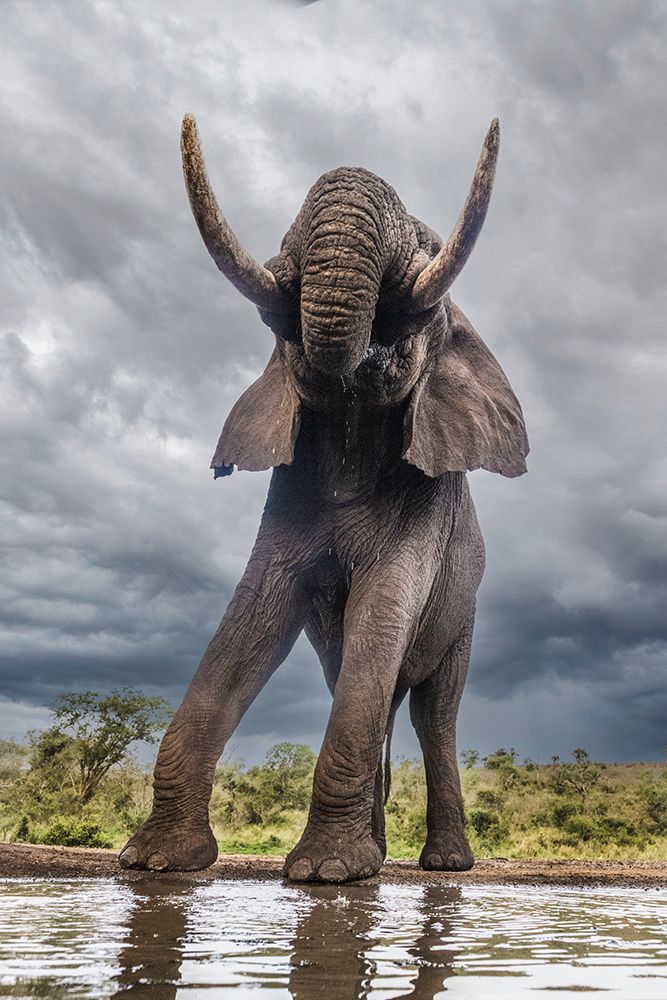 South Africa Bull elephant at a waterhole art print by Jaynes Gallery for $57.95 CAD