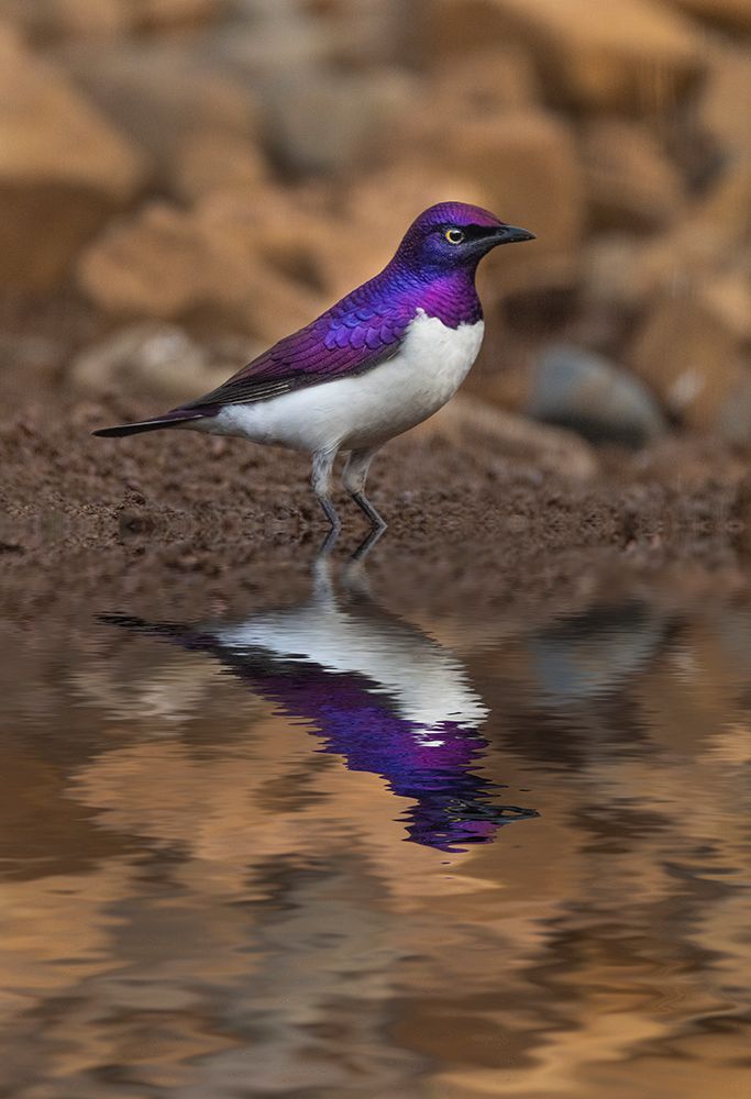 South Africa Violet-backed starling reflects in a waterhole art print by Jaynes Gallery for $57.95 CAD