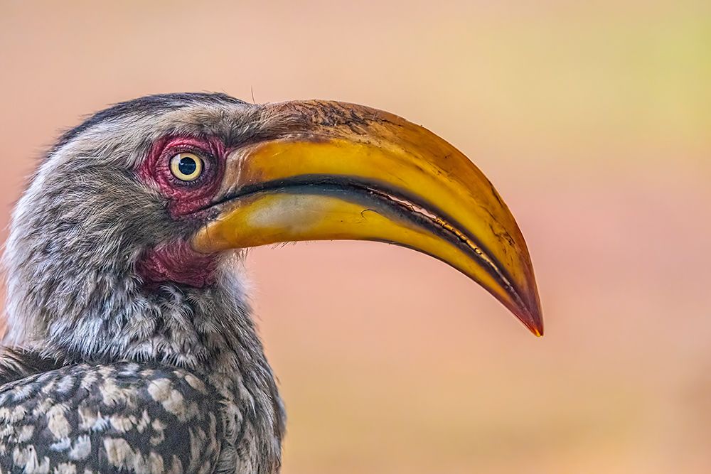 South Africa Close-up of yellow-billed hornbill birds head art print by Jaynes Gallery for $57.95 CAD