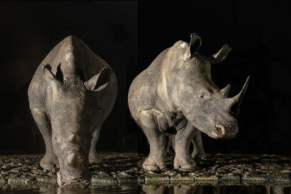South Africa White rhinos drinking at a waterhole at night art print by Jaynes Gallery for $57.95 CAD