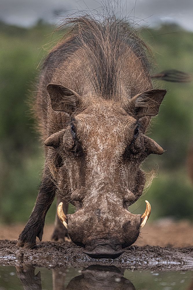 South Africa Close-up of warthog drinking at waterhole art print by Jaynes Gallery for $57.95 CAD