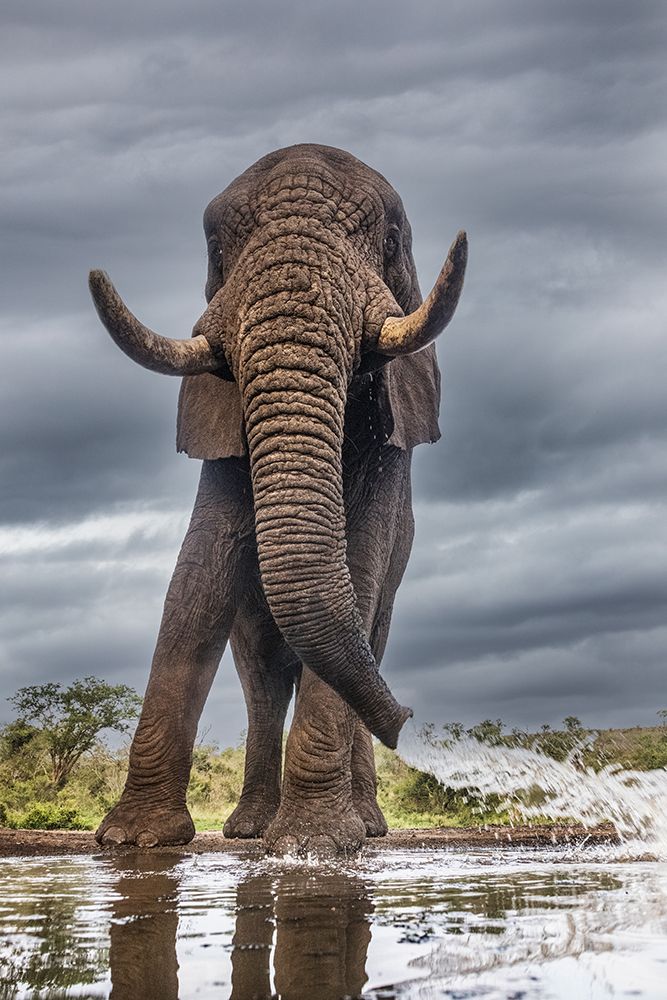 South Africa. Elephant squirting water at waterhole. art print by Jaynes Gallery for $57.95 CAD
