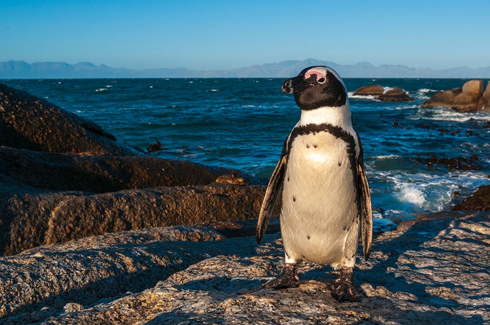 Portrait of a Jackass penguin-Speniscus demersus Simons Town Western Cape South Africa art print by Sergio Pitamitz for $57.95 CAD