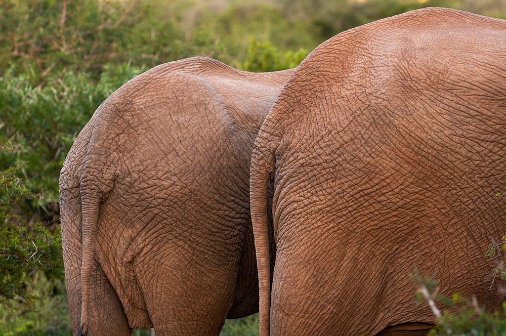 Back of African elephants art print by Sergio Pitamitz for $57.95 CAD