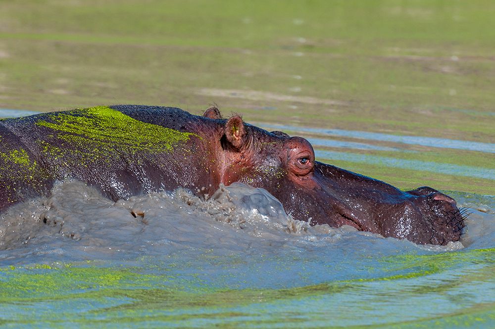 Hippopotamus partially submerged in a duckweed-covered pond Mala Mala Game Reserve-South Africa art print by Sergio Pitamitz for $57.95 CAD
