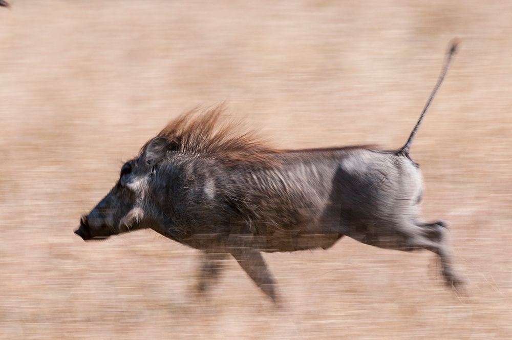 Portrait of a warthog-Phacochoerus aethiopicus-running Mala Mala Game Reserve-South Africa art print by Sergio Pitamitz for $57.95 CAD