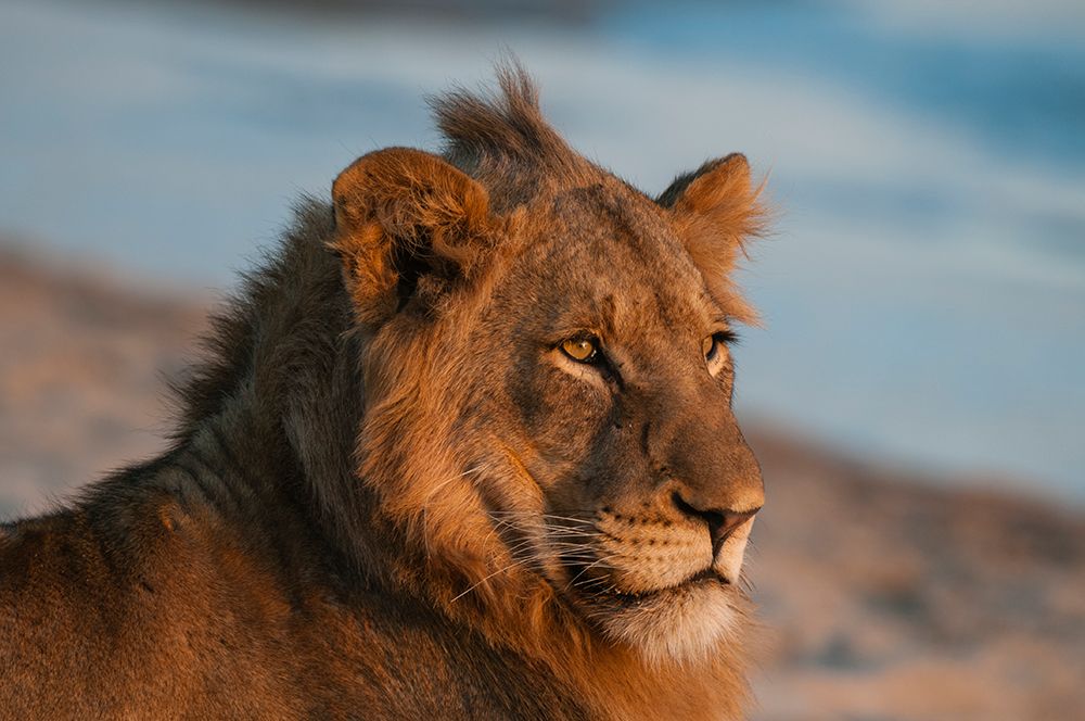 Portrait of a lion resting on a river bank Sand River-Mala Mala Game Reserve-South Africa art print by Sergio Pitamitz for $57.95 CAD