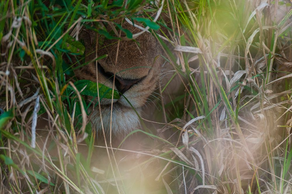 Close-up of a lions muzzle-Panthera leo Mala Mala Game Reserve-South Africa art print by Sergio Pitamitz for $57.95 CAD