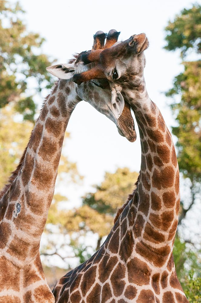 Two male southern giraffes sparring Mala Mala Game Reserve-South Africa art print by Sergio Pitamitz for $57.95 CAD