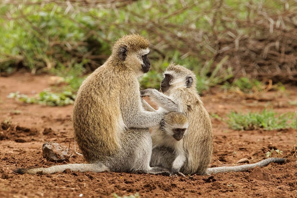 Black faced vervet monkey with babies-Chlorocebus pygerythrus-Serengeti National Park-Tanzania art print by Adam Jones for $57.95 CAD