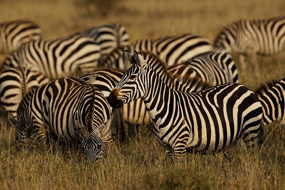 Burchells Zebra-Equus burchellii-Serengeti National Park-Tanzania-Africa art print by Adam Jones for $57.95 CAD