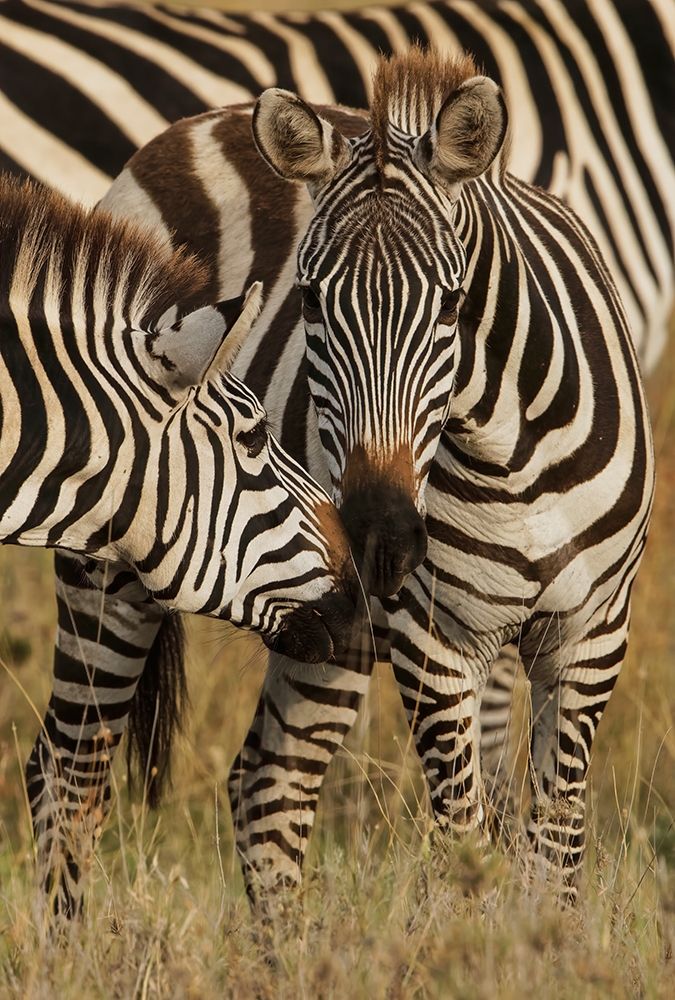 Burchells Zebra-Equus burchellii-Serengeti National Park-Tanzania-Africa art print by Adam Jones for $57.95 CAD