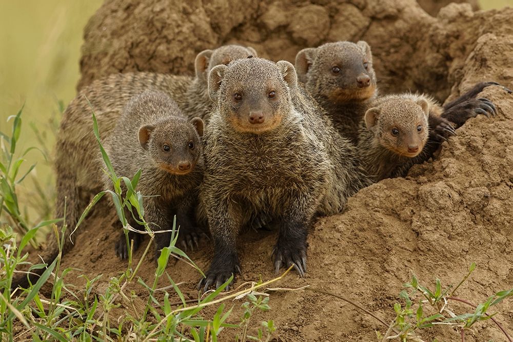 Mother and young Banded mongoose on termite mound-Serengeti National Park-Tanzania-Africa art print by Adam Jones for $57.95 CAD