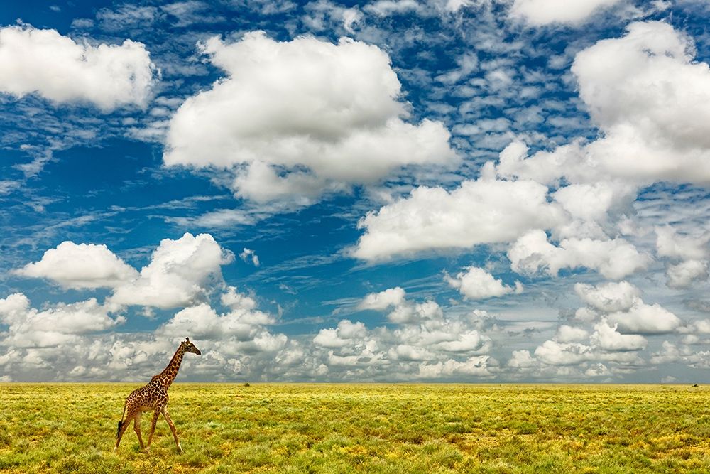 Masai Giraffe on open plains of Serengeti National Park-Tanzania-Africa-Giraffa art print by Adam Jones for $57.95 CAD