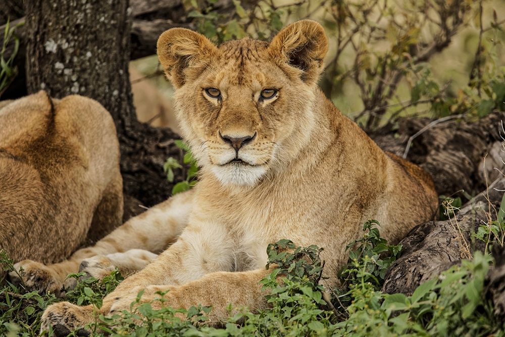 Sub adult lion resting in shade of tree with rest of the pride-Serengeti National Park-Tanzania art print by Adam Jones for $57.95 CAD