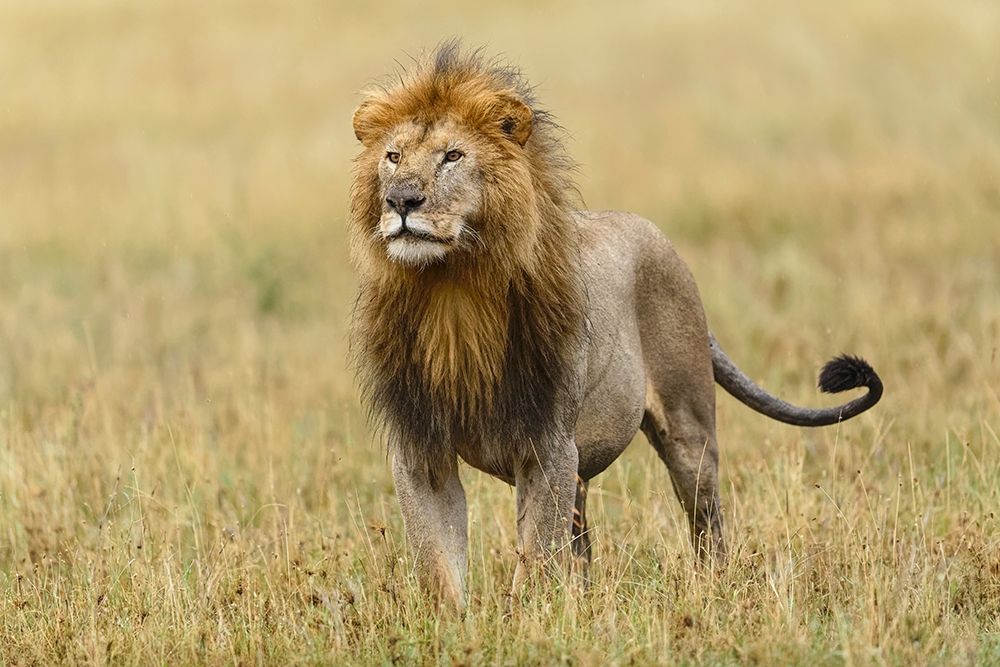 Adult black maned Lion-Panthera leo-Serengeti National Park-Tanzania-Africa art print by Adam Jones for $57.95 CAD