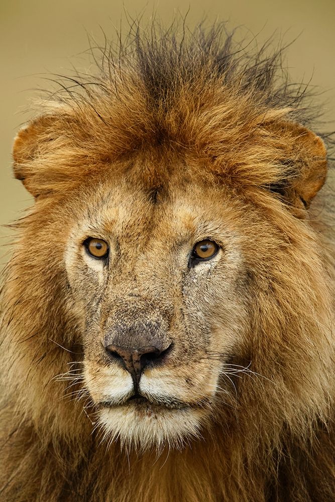 Adult black maned Lion-Panthera leo-Serengeti National Park-Tanzania-Africa art print by Adam Jones for $57.95 CAD