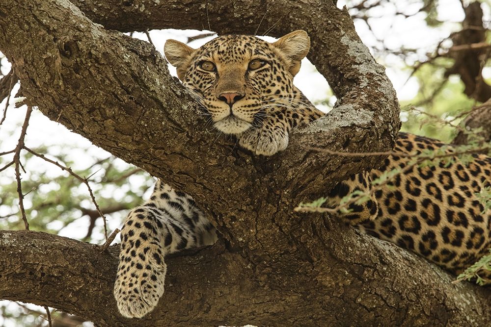African leopard in tree-Panthera pardus pardus-Serengeti National Park-Tanzania-Africa art print by Adam Jones for $57.95 CAD