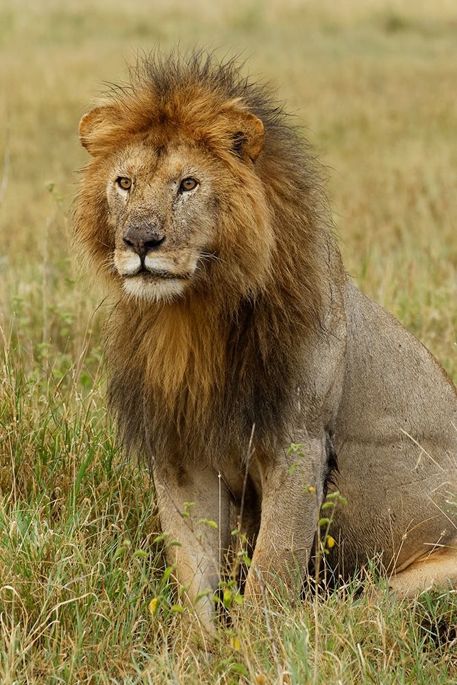 Adult black maned Lion-Panthera leo-Serengeti National Park-Tanzania-Africa art print by Adam Jones for $57.95 CAD