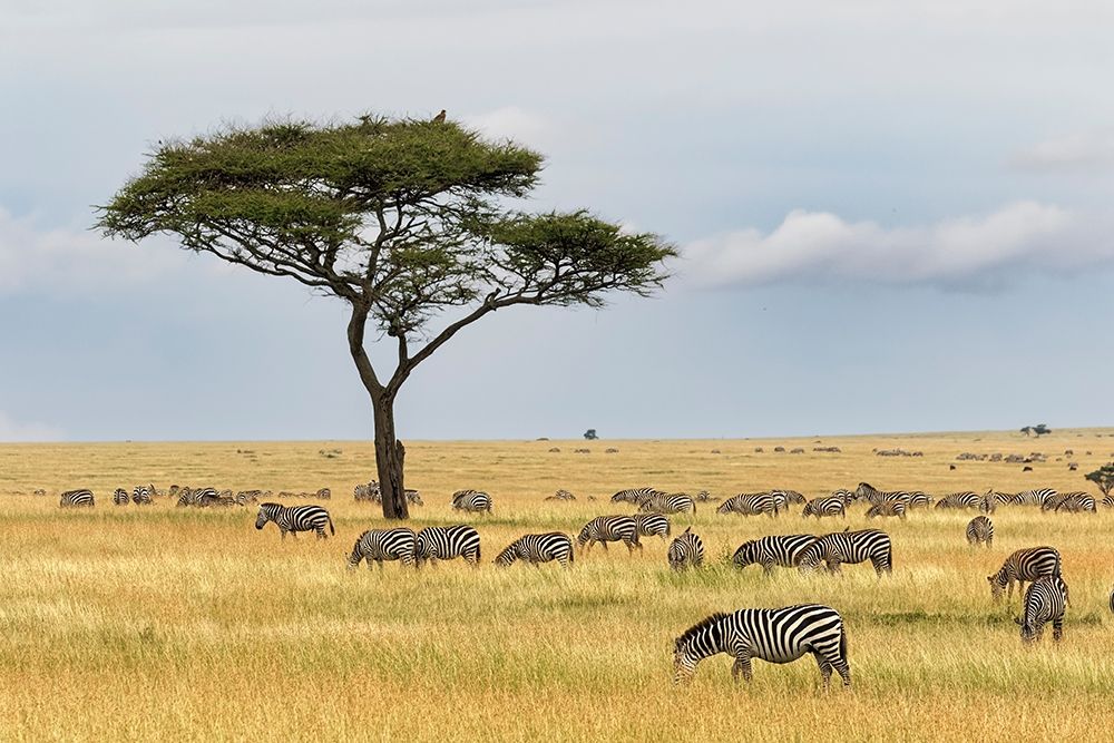 Burchells Zebra-Equus quagga burchellii-Serengeti National Park-Tanzania-Africa art print by Adam Jones for $57.95 CAD