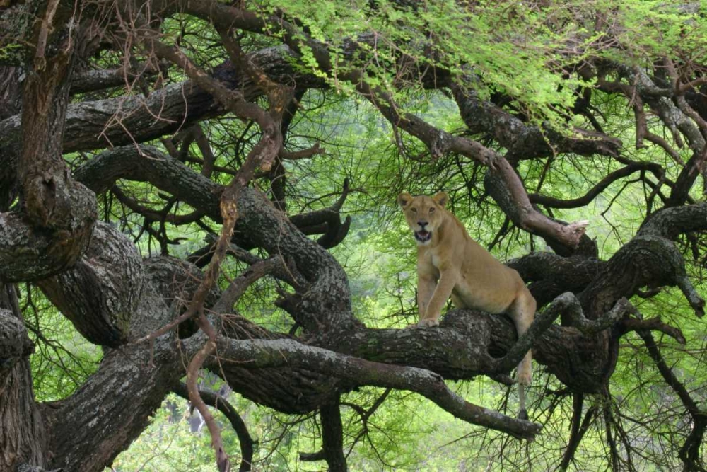 Tanzania African lioness rests on tree branch art print by Arthur Morris for $57.95 CAD