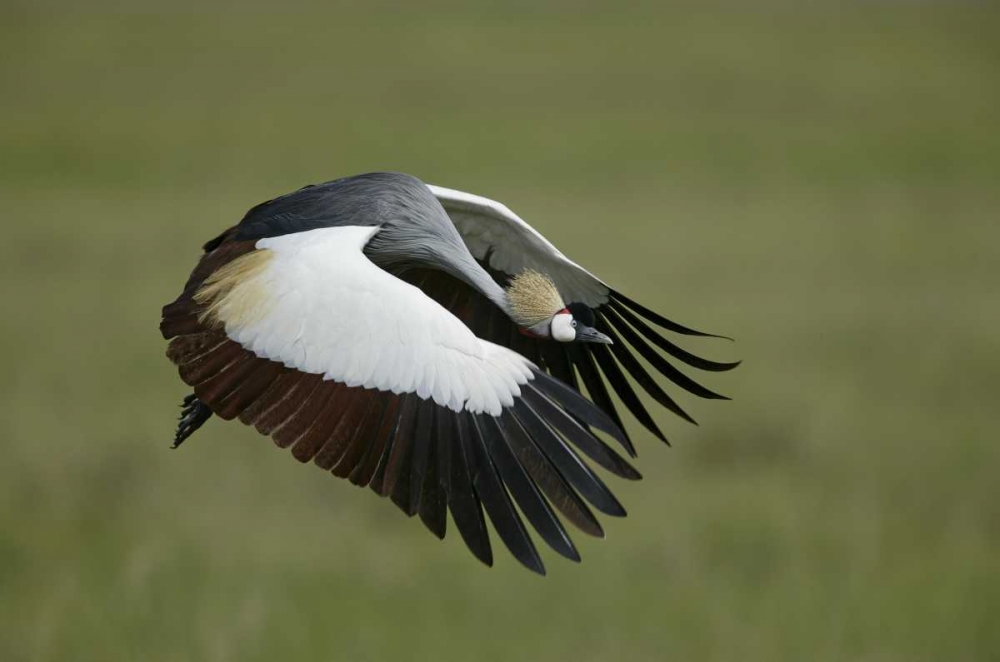Tanzania Flying grey-crowned crane art print by Arthur Morris for $57.95 CAD