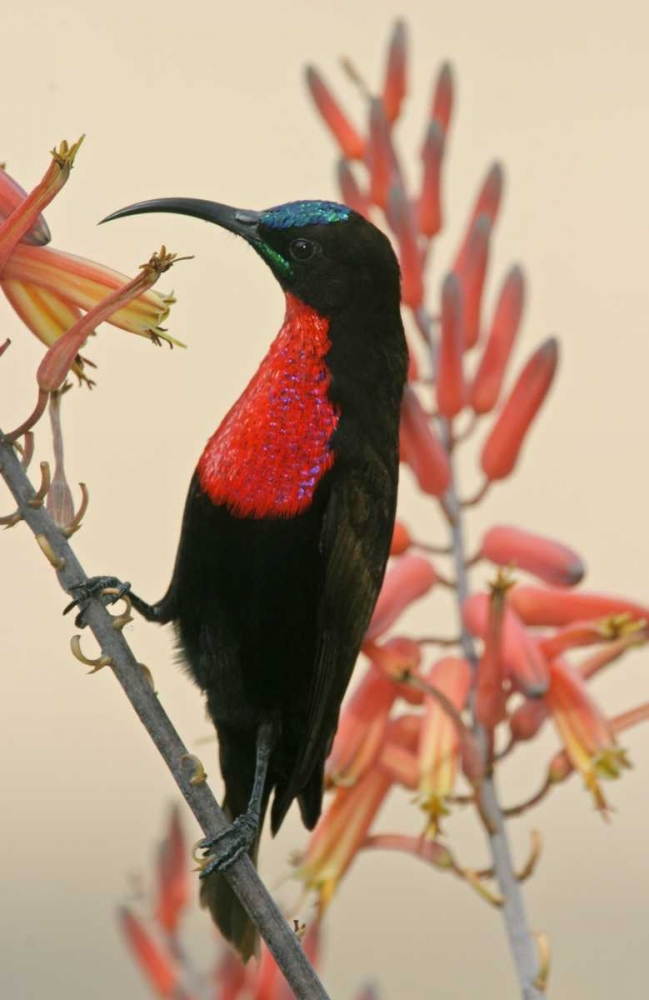 Tanzania, Ndutu Scarlet-breasted sunbird on limb art print by Arthur Morris for $57.95 CAD