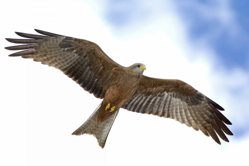 Tanzania Detail of yellow-billed kite in flight art print by Arthur Morris for $57.95 CAD