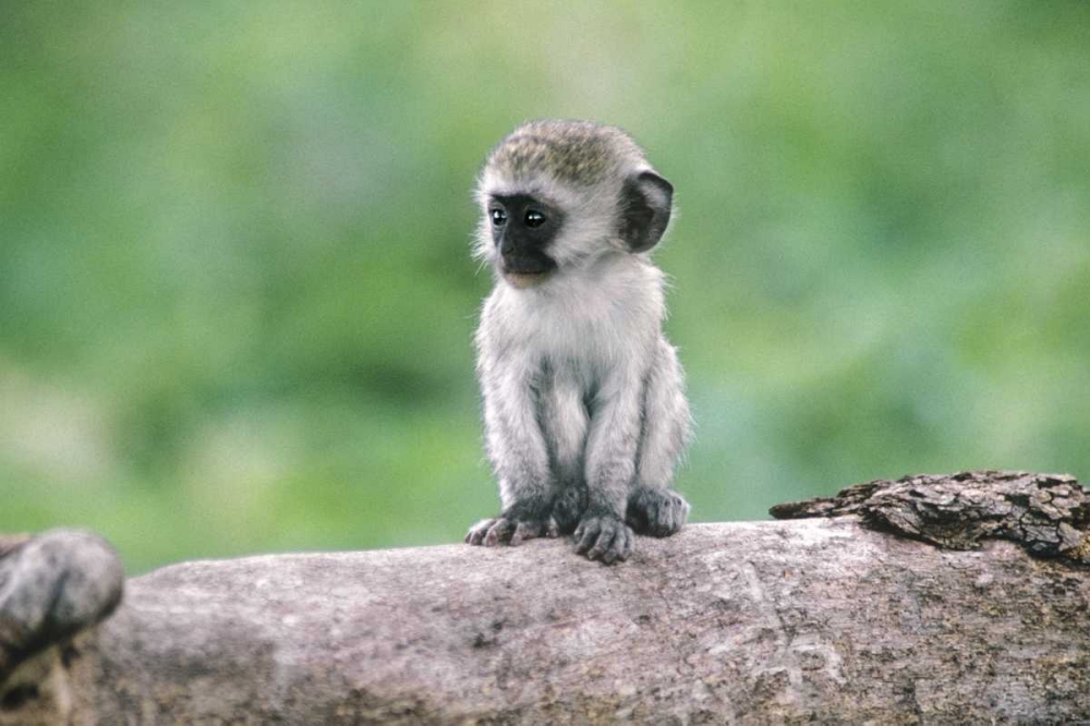 Tanzania, Ngorogoro Crater Vervet monkey baby art print by Dave Welling for $57.95 CAD