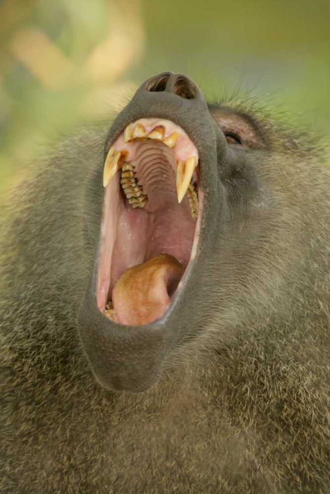 Tanzania, Lake Manyara Olive baboon yawning art print by Arthur Morris for $57.95 CAD