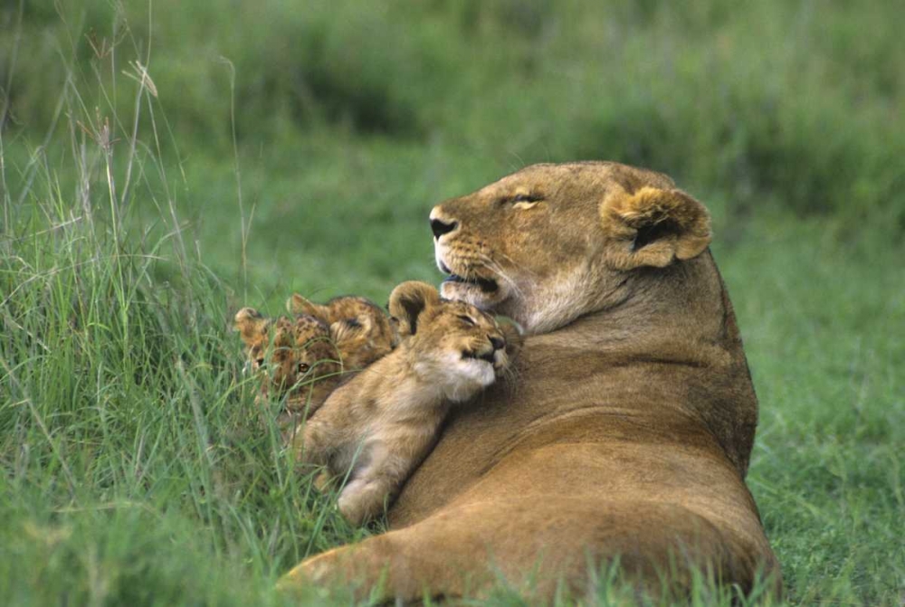 Tanzania, Ngorongoro Crater African lion and cub art print by Dave Welling for $57.95 CAD