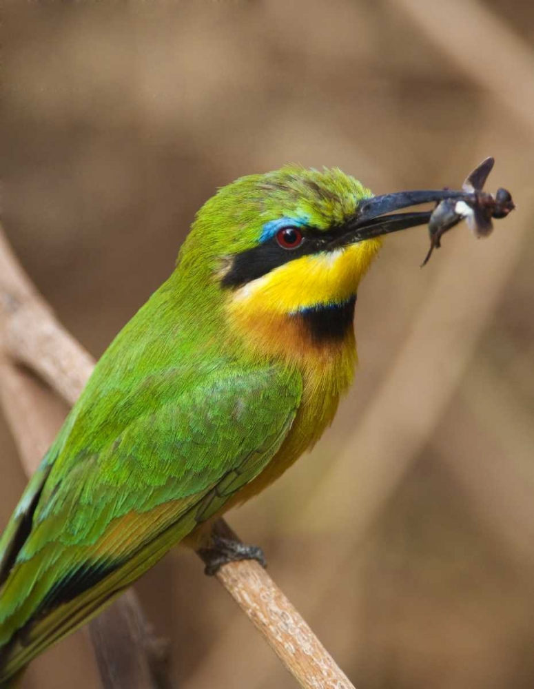 Tanzania, Lake Manyara NP Bee-eater on a branch art print by Dennis Kirkland for $57.95 CAD