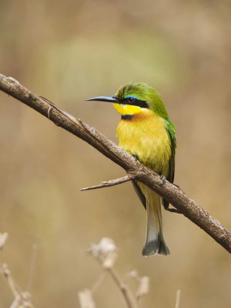 Tanzania, Lake Manyara NP Bee-eater on a branch art print by Dennis Kirkland for $57.95 CAD