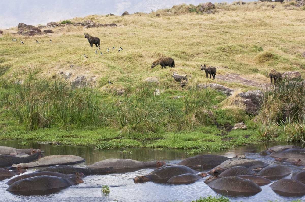 Tanzania, Ngorongoro Hippos in pool with hyenas art print by Dennis Kirkland for $57.95 CAD