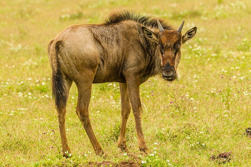 Africa-Tanzania-Ngorongoro Crater Young white-bearded wildebeest close-up art print by Jaynes Gallery for $57.95 CAD