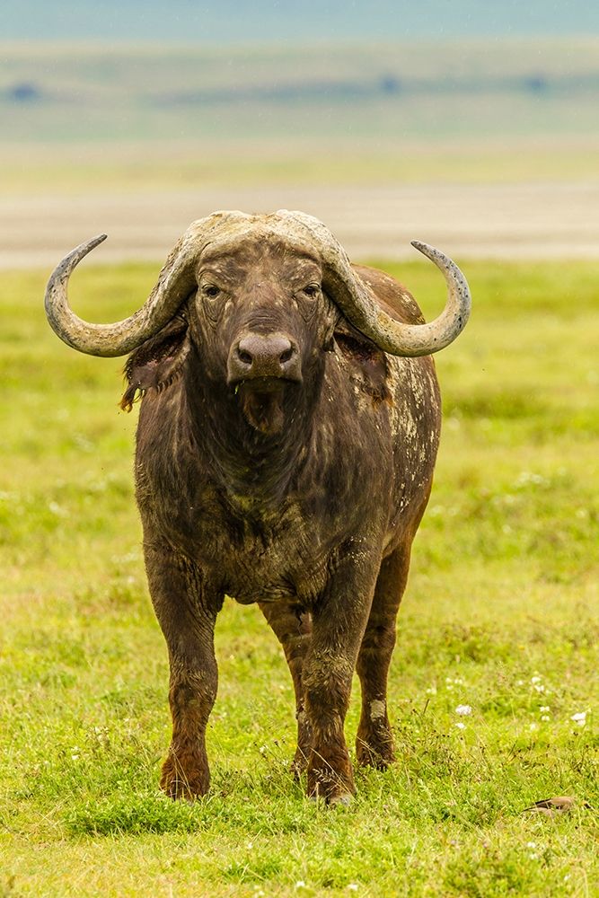 Africa-Tanzania-Ngorongoro Crater Cape buffalo close-up art print by Jaynes Gallery for $57.95 CAD