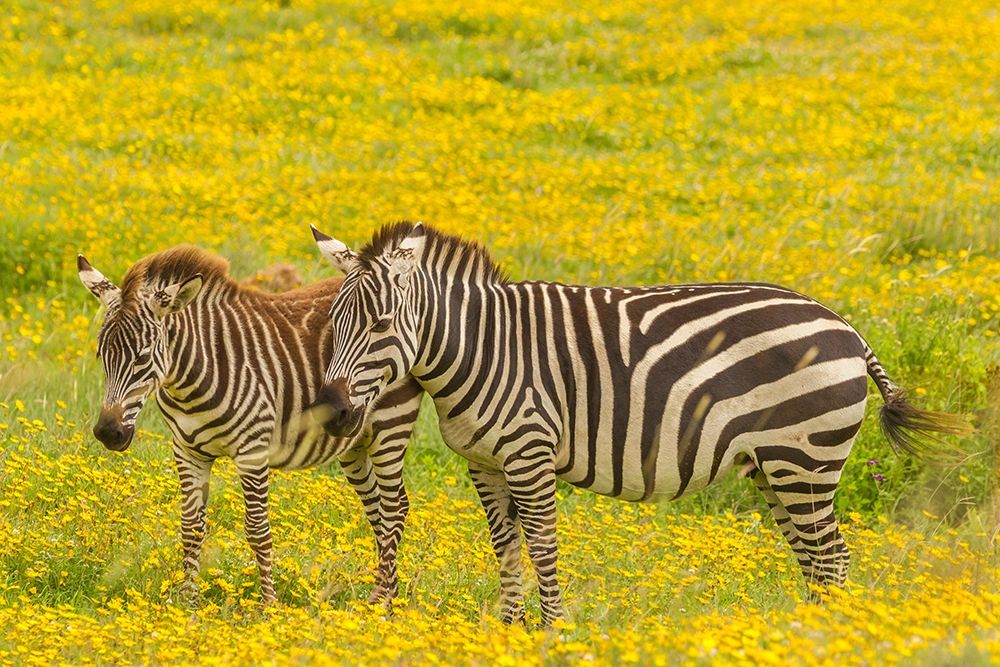 Africa-Tanzania-Ngorongoro Crater Plains zebra adult and young in flower field art print by Jaynes Gallery for $57.95 CAD