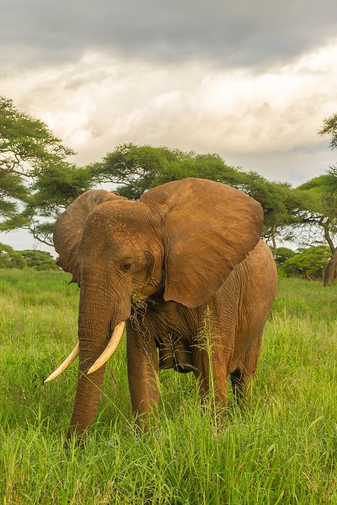 Africa-Tanzania-Tarangire National Park African elephant close-up art print by Jaynes Gallery for $57.95 CAD