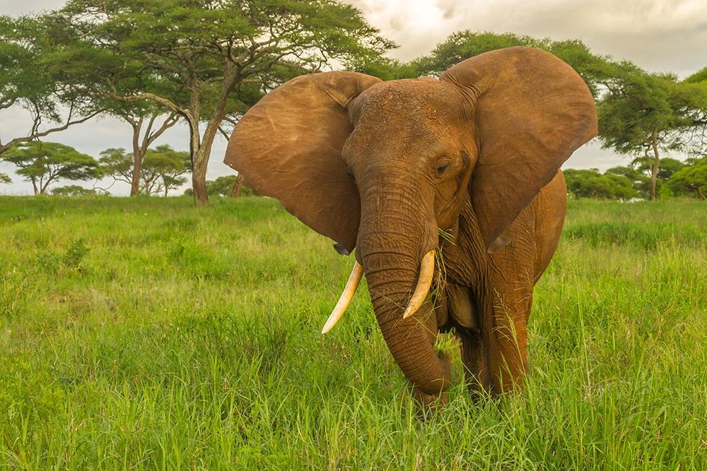Africa-Tanzania-Tarangire National Park African elephant close-up art print by Jaynes Gallery for $57.95 CAD