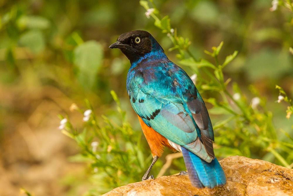 Africa-Tanzania-Serengeti National Park Superb starling close-up art print by Jaynes Gallery for $57.95 CAD