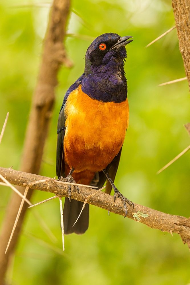 Africa-Tanzania-Serengeti National Park Hildebrandts starling on thorny tree art print by Jaynes Gallery for $57.95 CAD