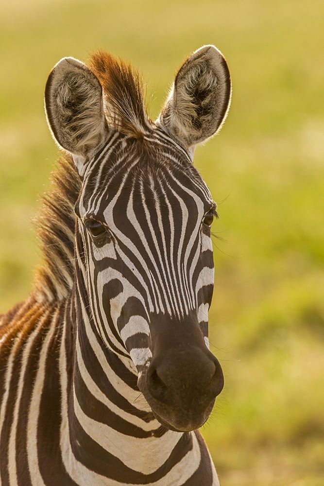 Africa-Tanzania-Serengeti National Park Close-up of young plains zebra art print by Jaynes Gallery for $57.95 CAD
