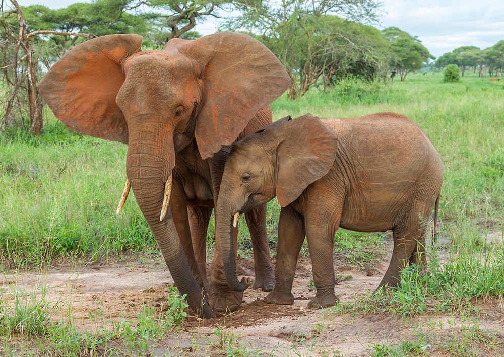 Africa-Tanzania-Tarangire National Park African elephant adult and baby art print by Jaynes Gallery for $57.95 CAD