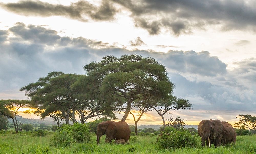 Africa-Tanzania-Tarangire National Park African elephants at sunset art print by Jaynes Gallery for $57.95 CAD