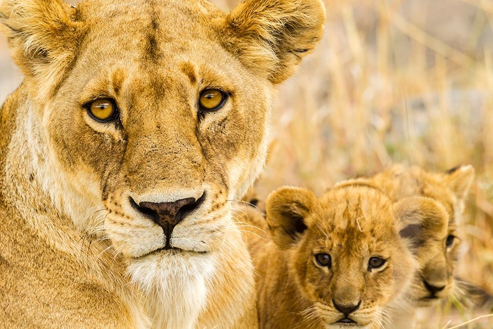 Africa-Tanzania-Serengeti National Park African lioness and cubs art print by Jaynes Gallery for $57.95 CAD