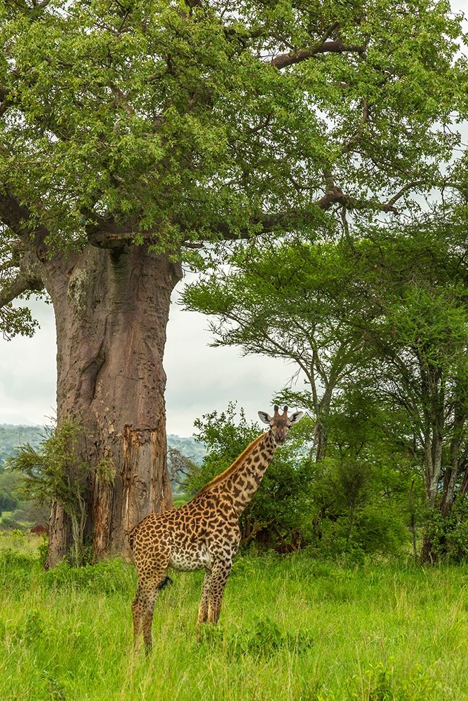 Africa-Tanzania-Tarangire National Park Maasai giraffe and large tree art print by Jaynes Gallery for $57.95 CAD
