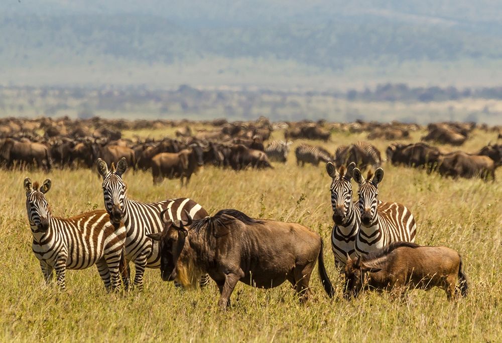 Africa-Tanzania-Serengeti National Park Migration of zebras and wildebeests art print by Jaynes Gallery for $57.95 CAD