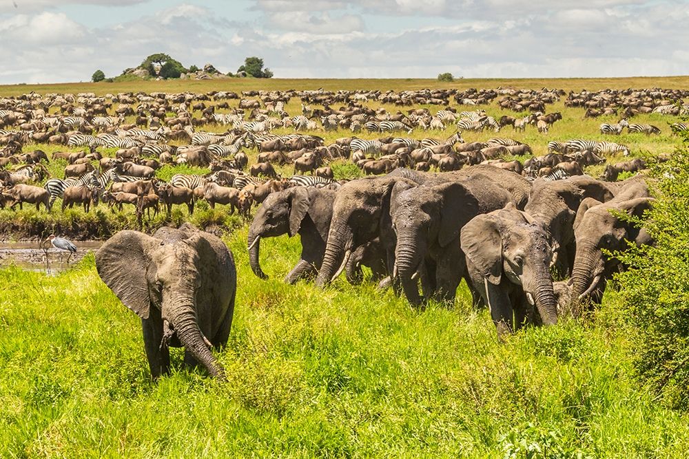 Africa-Tanzania-Serengeti National Park Migration of zebras and wildebeests with elephant herd art print by Jaynes Gallery for $57.95 CAD